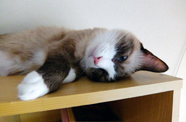 くつろいでいる猫